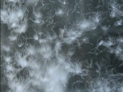 Инсталляция "Снег" (The Snow), автор Токуйн Йошиока (Tokujin Yoshioka), выставка "Чувствуя природу" (Sensing Nature), музей Мори Арт (Mori Art Museum), Токио, Япония.